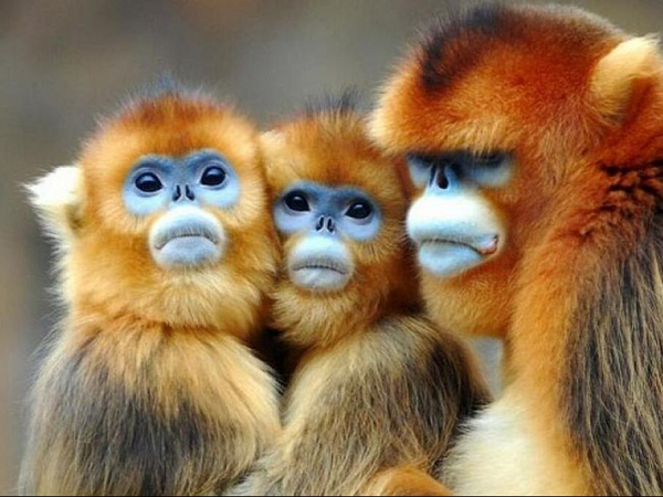 Được biết, những “bà đỡ” kiểu này không phổ biến trong các loài động vật.