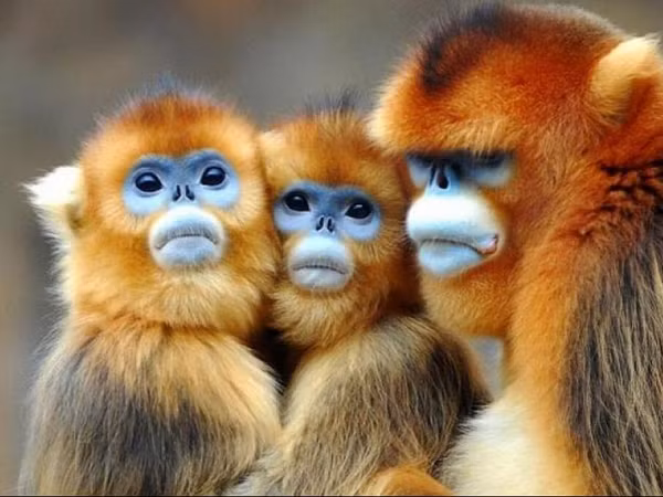 Được biết, những “bà đỡ” kiểu này không phổ biến trong các loài động vật.