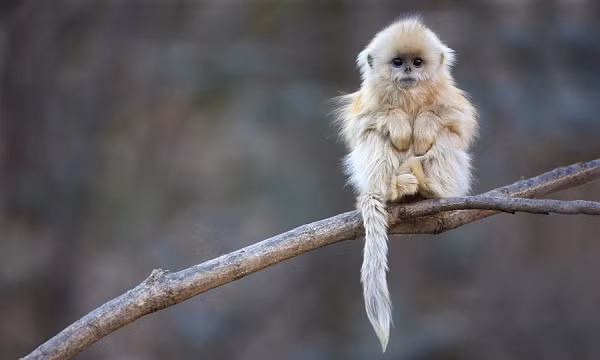 Các nhà khoa học đã có vài thập kỷ để nghiên cứu về sự sinh nở của loài voọc vàng mũi hếch hoang dã. Điều thú vị là các con voọc cái trong suốt quá trình sinh đều được sự trợ giúp của một bà đỡ”.