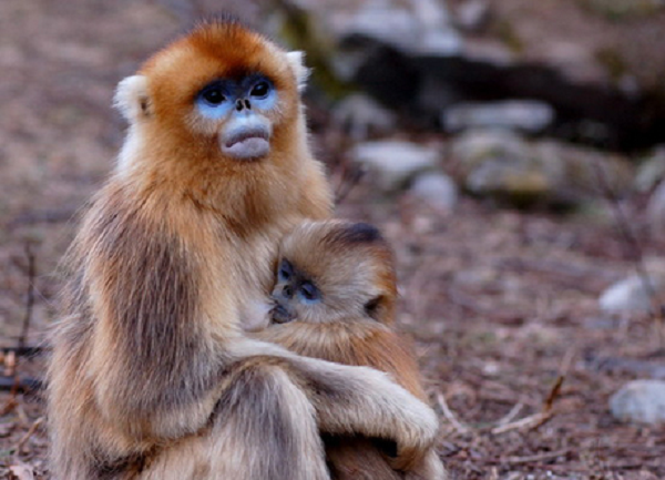 Những “bà đỡ” này có mặt từ khi voọc cái bắt đầu trở dạ, đến lúc cái đầu khỉ con nhô ra, nó tìm cách kéo khỉ con ra khỏi mẹ nó.