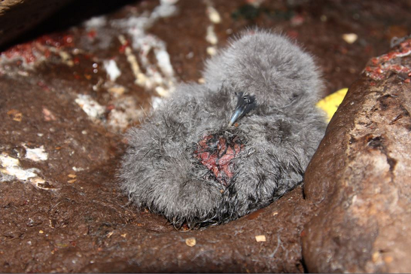 Theo một nghiên cứu của Hiệp hội bảo vệ chim hoàng gia (RSPB), những con chuột to lớn đã tiêu diệt khoảng 2 triệu quả trứng và chim non trên đảo Gough mỗi năm.