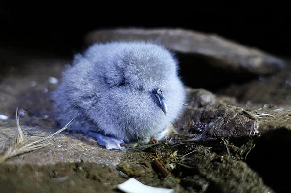 Nếu tình trạng này vẫn tiếp tục tiếp diễn, loài chim biển này sẽ có 31% khả năng tuyệt chủng vào năm 2057.