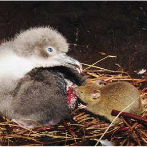 Số lượng chim MacGillivary´s Prion trên toàn cầu vẫn chưa được thống kê chi tiết nhưng đang suy giảm mạnh do có tỷ lệ chết non cao, khiến chúng bị liệt kê vào nhóm có nguy cơ tuyệt chủng.