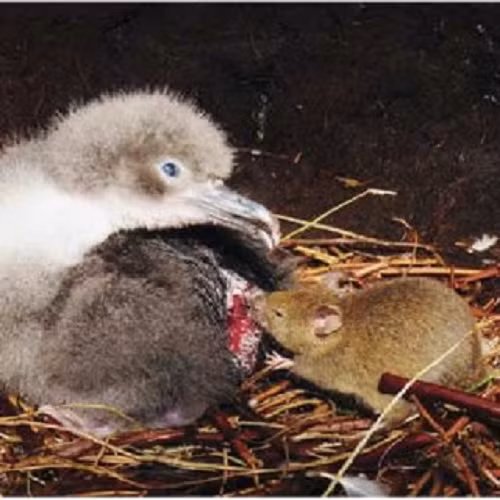 Số lượng chim MacGillivary´s Prion trên toàn cầu vẫn chưa được thống kê chi tiết nhưng đang suy giảm mạnh do có tỷ lệ chết non cao, khiến chúng bị liệt kê vào nhóm có nguy cơ tuyệt chủng.