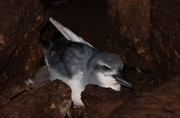 Dự án tiêu diệt chuột khổng lồ trên đảo Gough đã được lên kế hoạch vào năm 2020 nhưng bị trì hoãn cho đến năm nay do ảnh hưởng của đại dịch COVID-19.