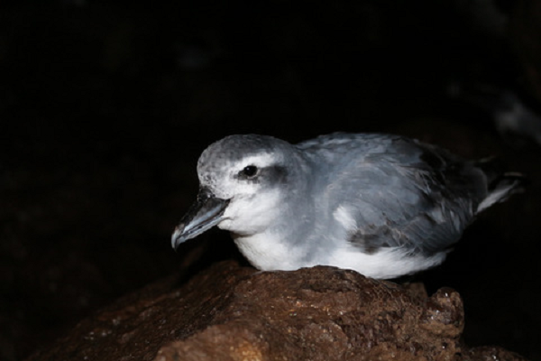 Những con chuột đi săn tập thể với số lượng lên tới 9 thành viên để cùng ăn sống chim non. Điều này có nghĩa là con chim không chết ngay lập tức mà thay vào đó phải chịu đựng không ít vết thương hở trong nhiều ngày.