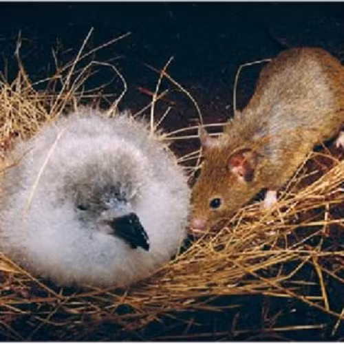 Đảo Gough là một phần thuộc Lãnh thổ hải ngoại Tristan da Cunha của Vương quốc Anh. Nó nằm cách hơn 3.200 km từ điểm gần nhất của Nam Mỹ và là một trong những hòn đảo xa xôi nhất trên thế giới.