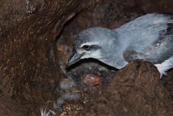 Các loài chuột xâm lấn vô tình được đưa lên đảo Gough vào cuối thế kỷ 19. Chúng nhanh chóng thích nghi và phát triển mạnh mẽ, trở thành mối đe dọa lớn đối với các loài sinh vật bản địa.