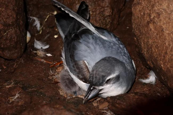 Các nhà bảo tồn cho biết quần thể chim MacGillivary´s Prion có khả năng tự phục hồi và tăng ổn định nếu chuột xâm lấn biến mất.