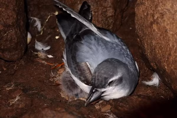 Các nhà bảo tồn cho biết quần thể chim MacGillivary´s Prion có khả năng tự phục hồi và tăng ổn định nếu chuột xâm lấn biến mất.