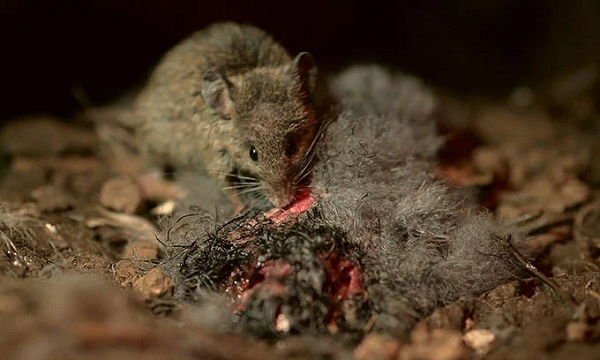 Những con chim MacGillivary´s Prion (Pachyptila macgillivrayi) trên đảo Gough từ năm 2014 đến nay đang giảm tới 9% mỗi năm do chuột.