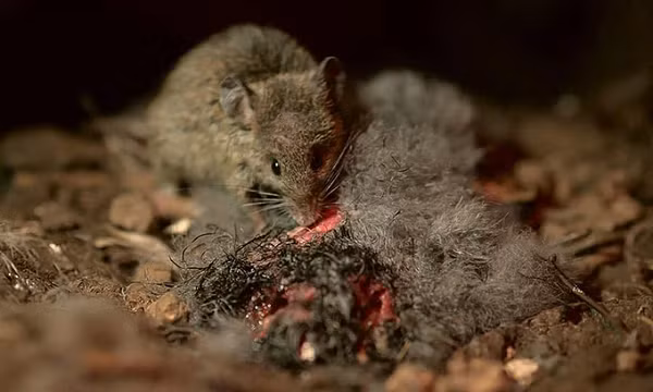 Những con chim MacGillivary´s Prion (Pachyptila macgillivrayi) trên đảo Gough từ năm 2014 đến nay đang giảm tới 9% mỗi năm do chuột.