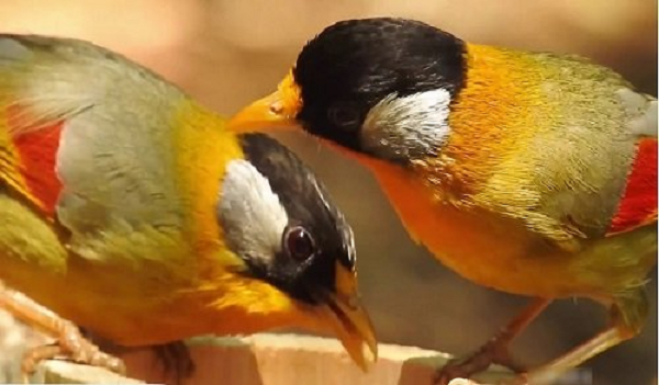 Chim ngũ sắc kích cỡ nhỏ, chỉ khoảng lớn hơn chim sẻ một chút. Chim ngũ sắc theo từng tên gọi chúng có nhiều màu và màu sắc lại rất đẹp như màu đen, trắng, vàng, xanh, đỏ… mỗi con thường có một màu riêng và phân bố trên thân cũng khác nhau. Mỏ đỏ hoặc vàng.