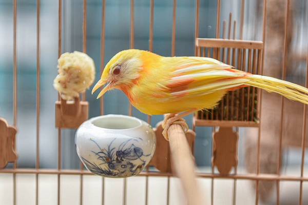 Theo chia sẻ của chủ sở hữu chú chim ngũ sắc, chim ngũ sắc thuộc dòng chim sáo nên việc cho ăn cũng khá thuận tiện. (Ảnh: Dantri)