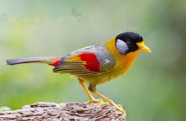 Chim ngũ sắc được biết đến với nhiều tên gọi khác nhau đó là Chim Tương Tư Mỏ Đỏ hay còn gọi là Tương Tư Ngũ Sắc