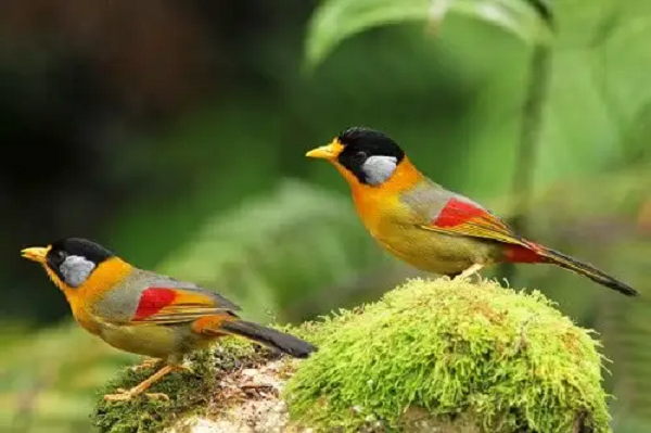 Chim có thể tự làm khô lông nên người nuôi không cần can thiệp quá nhiều chỉ cần để chim nơi có ánh nắng, tránh nơi có gió lùa.