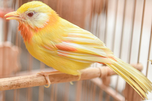 Thậm chí chú chim này còn có cả "bảo mẫu" để hàng ngày theo dõi, chăm sóc chim. Như mùa đông, sáng chú chim sẽ được cho ăn, 2 ngày tắm 1 lần. (Ảnh: Dantri)