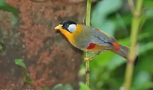 Nếu được sống trong điều kiện môi trường lý tưởng, nguồn thức ăn dồi nào, nước uống sạch. Không phải đối mặt với áp lực từ các loài chim ăn thịt khác thì chim ngũ sắc có thể sống tới 20 năm tuổi.