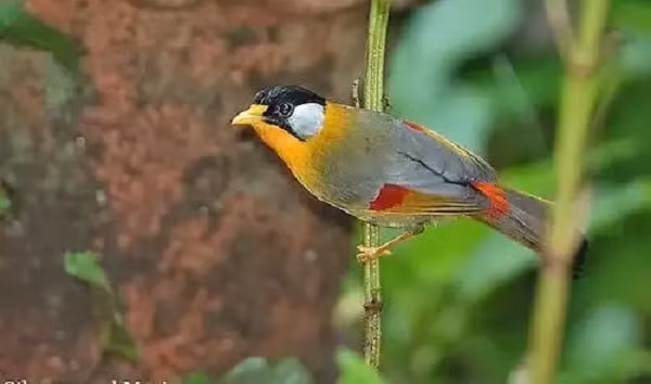 Nếu được sống trong điều kiện môi trường lý tưởng, nguồn thức ăn dồi nào, nước uống sạch. Không phải đối mặt với áp lực từ các loài chim ăn thịt khác thì chim ngũ sắc có thể sống tới 20 năm tuổi.