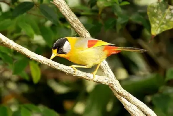 Chim ngũ sắc rất thích tắm vào mùa hè nên tắm cho chim 1 lần/ngày vào mùa đông thời tiết giá lạnh nên tắm cho chim 1 tuần/lần lựa chọn những hôm có thời tiết ấm áp, có ánh nắng.