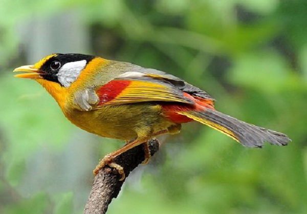 Việc cho ăn khá đơn giản nên đa dạng thức ăn thêm cho chúng, mỗi ngày cho ăn thức ăn hỗn hợp gồm chất bột, chất đạm béo và một số loại hoa quả. Ví dụ như hoa quả mềm như đu đủ, táo, chuối… có thể bổ sung thêm thức ăn tươi như sâu qui, nhộng nhặng, cào cào non…