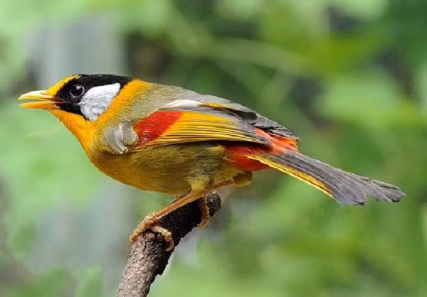 Việc cho ăn khá đơn giản nên đa dạng thức ăn thêm cho chúng, mỗi ngày cho ăn thức ăn hỗn hợp gồm chất bột, chất đạm béo và một số loại hoa quả. Ví dụ như hoa quả mềm như đu đủ, táo, chuối… có thể bổ sung thêm thức ăn tươi như sâu qui, nhộng nhặng, cào cào non…