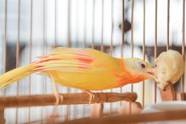 Giới chơi chim đánh giá con chim ngũ sắc đột biến này là con chim "độc nhất vô nhị" tại Việt Nam.(Ảnh: Dantri)