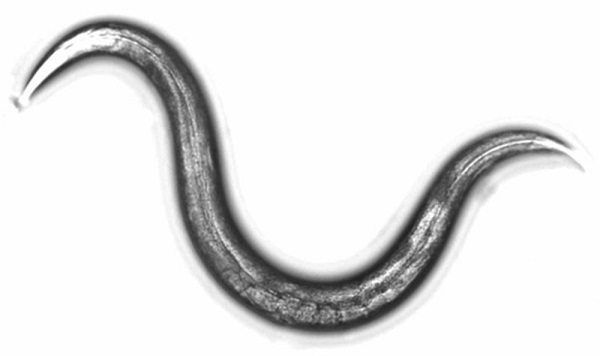 Con cháu của những con giun tròn hàng chục nghìn năm tuổi hiện nằm trong phòng thí nghiệm nơi nhà khoa học Shatilovich làm việc. Một số được đông lạnh, một số được làm khô, một số còn sống và đang sinh sản.