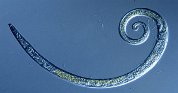 Nằm vài tuần trong nhiệt độ ấm 20 độ C thì phát hiện thấy dấu hiệu sự sống trên giun. Một vài con thuộc giống Panagrolaimus, nằm ở độ sâu 30 mét trong một hang kín, đóng băng vào khoảng 32.000 năm trước.