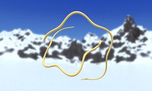 Khám phá về loài giun tròn hồi sinh trong lớp băng vĩnh cửu được coi là một cuộc cách mạng trong lĩnh vực tiềm sinh (cryobiosis) và sinh học. Đây cũng là lĩnh vực quan trọng trong khoa học viễn tưởng hiện đại, khi ngày càng có nhiều ý tưởng về việc cho con người ngủ đông trong vài năm hoặc nhiều thập kỷ trước khi thức dậy.