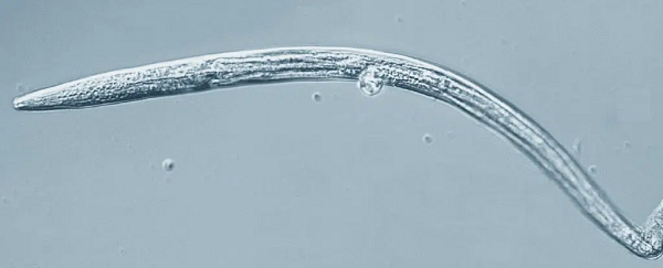 Shatilovich cho biết, bà thường được đặt câu hỏi rằng liệu có các vi sinh vật nguy hiểm được rã đông cùng với giun tròn thoát ra môi trường sinh thái hay không. Tuy nhiên, nhà nghiên cứu cho biết, khác với suy nghĩ lo ngại về việc con người làm tan băng các sinh vật cổ xưa sẽ gây ra thảm họa, quá trình này thực chất là hoàn toàn tự nhiên.