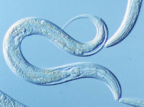 Ý tưởng này cũng có những ứng dụng trong thực tế cuộc sống. Trong lĩnh vực y tế, có quan điểm cho rằng tiềm sinh sẽ là giải pháp cho những bệnh nhân mắc những căn bệnh mà với công nghệ hiện tại không thể cứu chữa, họ sẽ được đưa vào giấc ngủ đông, tiến đến tương lai, nơi sẽ có những biện pháp điều trị hữu hiệu hơn.