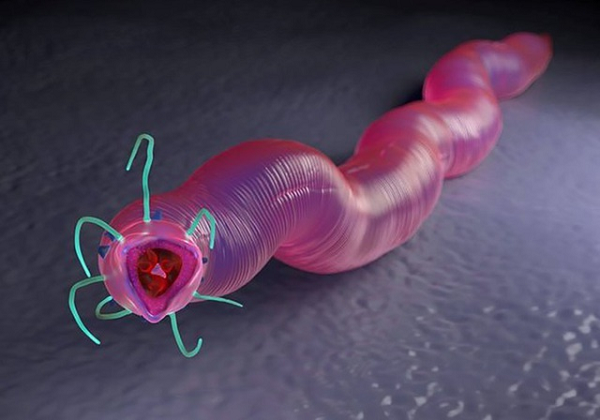 Ngoài đẩy xa giới hạn chịu đựng của loài vật, việc con giun sống sót còn mở ra những hướng nghiên cứu mới, cho chúng ta thêm dữ liệu để hoàn thiện công nghệ bảo quản mô sống.