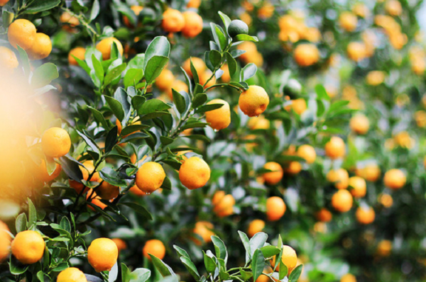 Muốn quất tươi lâu, trước hết phải chọn lựa thật kỹ ngay từ khi khâu mua cây. Gốc cây quất phải to cứng cáp, bám chặt với bầu đất còn nguyên vẹn, thâm ngắn, chẻ làm nhiều nhánh nhỏ đều, dáng quất phải vững chắc, vòm lá tròn hoặc hình tháp nhọn.