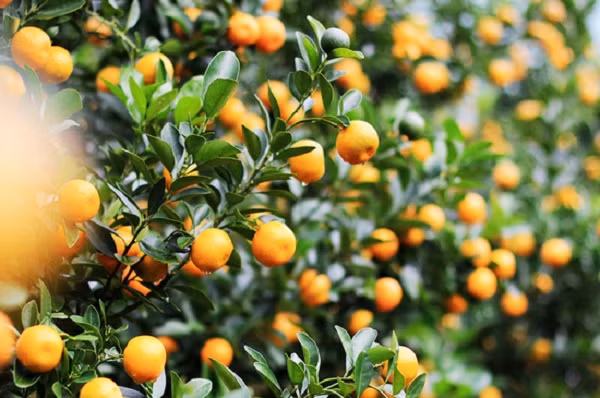 Muốn quất tươi lâu, trước hết phải chọn lựa thật kỹ ngay từ khi khâu mua cây. Gốc cây quất phải to cứng cáp, bám chặt với bầu đất còn nguyên vẹn, thâm ngắn, chẻ làm nhiều nhánh nhỏ đều, dáng quất phải vững chắc, vòm lá tròn hoặc hình tháp nhọn.