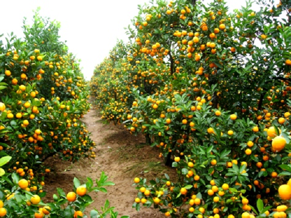 Để cây quất tươi lâu, trước khi trồng cây quất vào chậu trong nhà nên lót một lớp than củi chưa vo kỹ dưới đáy chậu, sau đó cho cây vào chậu và đổ đất tơi xốp vào để đảm bảo cây có chất dinh dưỡng. Điều này giúp ngăn nước thoát nhanh hơn cũng như giúp cây thông thoáng hơn.