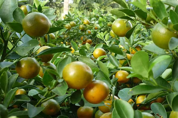 Cây có bộ tán tròn đều, các chùm quả khoe đều về các phía. Lá phải to, xanh đậm và bóng. Quả đều, căng, mọng. Đa số các quả trên cây đã chín, nhưng còn các vân xanh, đây là loại quả mới chín, trưng bày được lâu.