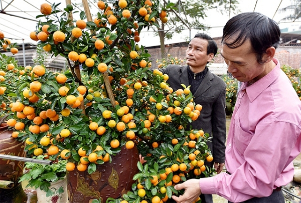 Quất mua về phải được trồng vào chậu có diện tích lớn hơn bầu đất, có nhiều khe hở để lèn thêm đất mà không tạo áp lực cho phần đất trong bầu.