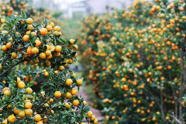 Không tưới quá nhiều hoặc bón quá nhiều phân đạm. Việc này sẽ khiến cây bị thối rễ, chết dần. Mỗi ngày dùng bình bơm nhỏ, loại có dung tích 0,5-1,5 lít phun hoặc dùng tay rẩy nước sạch lên tán lá 1-2 lần, tưới đủ ẩm cho gốc quất, đảm bảo lá vẫn tươi và rụng ít sau đợt chơi tết.