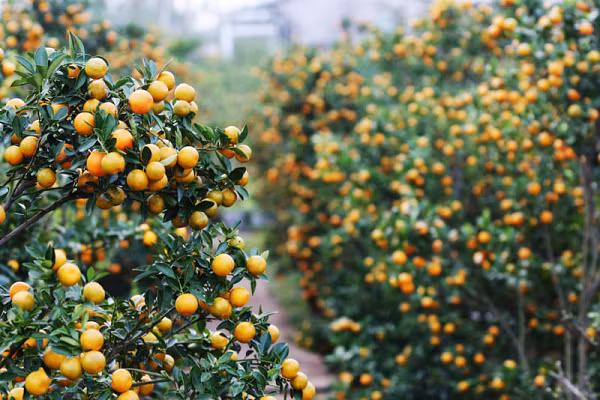 Không tưới quá nhiều hoặc bón quá nhiều phân đạm. Việc này sẽ khiến cây bị thối rễ, chết dần. Mỗi ngày dùng bình bơm nhỏ, loại có dung tích 0,5-1,5 lít phun hoặc dùng tay rẩy nước sạch lên tán lá 1-2 lần, tưới đủ ẩm cho gốc quất, đảm bảo lá vẫn tươi và rụng ít sau đợt chơi tết.