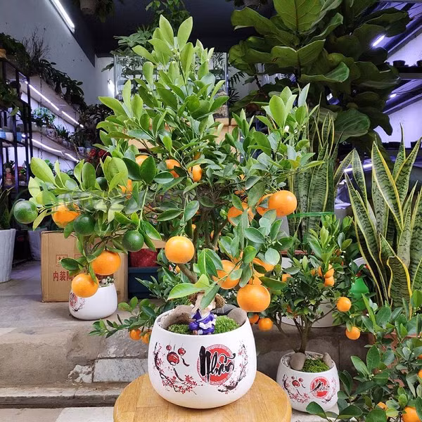 Quá trình đánh bầu đất và vận chuyển về nhà phải hết sức cẩn thận, tránh làm quất bị đổ, vỡ bầu đất, đứt rễ. Khi chuyển bầu quất vào chậu thì cần chọn loại chậu phù hợp, có miệng rộng hơn bầu đất để tạo khe hở để có thể nhồi thêm đất bột mà không làm ảnh hưởng đến bầu đất.