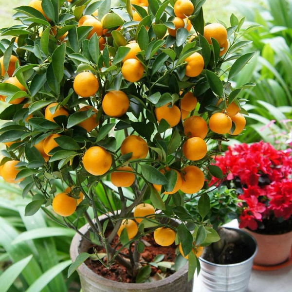 Lá quất phải to, xanh lá xanh xum xuê, ngoài ra, những nụ trắng, chồi non sẽ biểu tượng cho tài lộc đầy nhà trong năm mới.