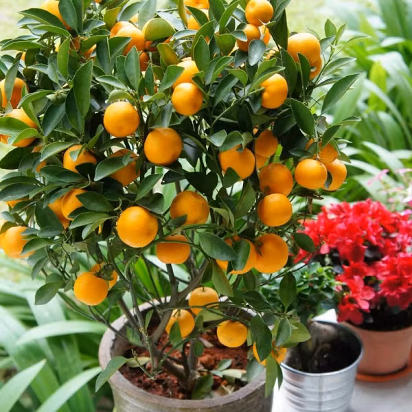 Lá quất phải to, xanh lá xanh xum xuê, ngoài ra, những nụ trắng, chồi non sẽ biểu tượng cho tài lộc đầy nhà trong năm mới.