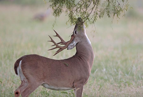Khi bị đe dọa, một con hươu đuôi trắng dậm chân, khịt mũi và nâng đuôi lên hoặc "cờ" để lộ mặt dưới màu trắng. Điều này báo hiệu sự phát hiện của kẻ săn mồi và cảnh báo cho những con nai khác.
