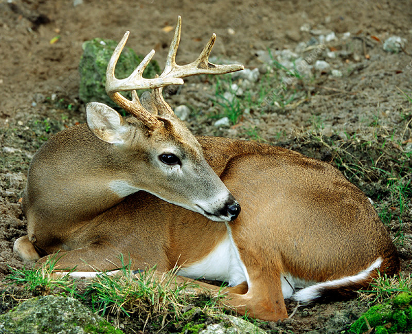 Ngoài âm thanh và ngôn ngữ cơ thể, hươu còn giao tiếp bằng cách đánh dấu lãnh thổ của chúng bằng nước tiểu và mùi hương do các tuyến trên đầu và chân tiết ra.