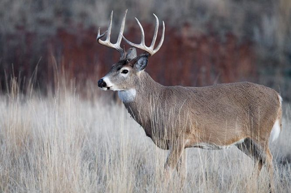 Những con hươu ở vùng khí hậu lạnh hơn lớn hơn những con ở gần đường xích đạo hơn. Những con đực trưởng thành, được gọi là bucks, nặng trung bình từ 150 đến 300 pound. Con cái trưởng thành, được gọi là sau hoặc không, có trọng lượng từ 88 đến 200 pound.