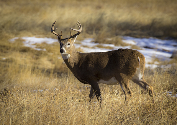 Bucks mọc lại gạc mỗi năm vào mùa xuân và rụng chúng sau mùa sinh sản vào mùa đông. Kích thước và sự phân nhánh của nhung được quyết định bởi tuổi tác, dinh dưỡng và di truyền.