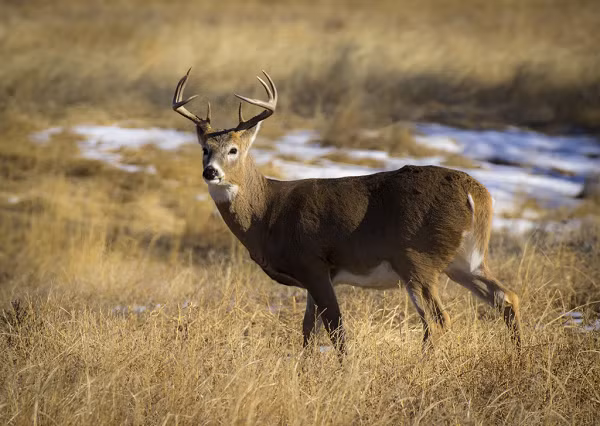 Bucks mọc lại gạc mỗi năm vào mùa xuân và rụng chúng sau mùa sinh sản vào mùa đông. Kích thước và sự phân nhánh của nhung được quyết định bởi tuổi tác, dinh dưỡng và di truyền.