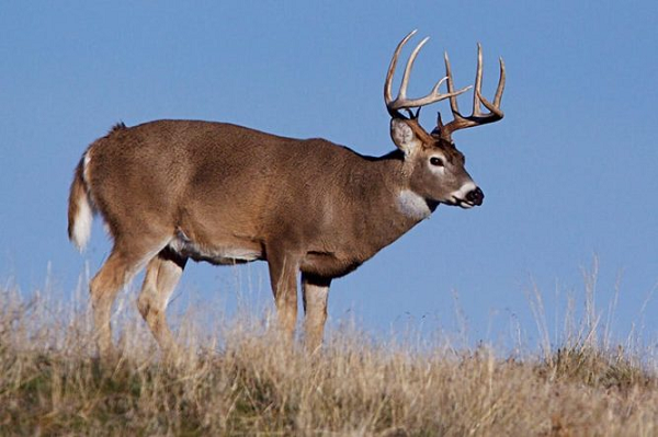 Kích thước hươu phụ thuộc vào giới tính và môi trường sống. Trung bình, các mẫu trưởng thành có chiều dài từ 6 đến 8 feet, với chiều cao ngang vai khoảng 2 đến 4 feet.