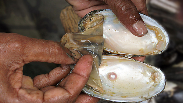 Đáng chú ý, lớp xà cừ ở ngọc trai nuôi chỉ tráng một lớp rất mỏng ở bên ngoài, điều này đồng nghĩa với việc một viên ngọc trai nuôi thực chất chỉ có một phần nhỏ là ngọc trai.